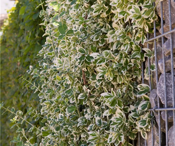 Euonymus fortunei 'Emerald Gaiety'
