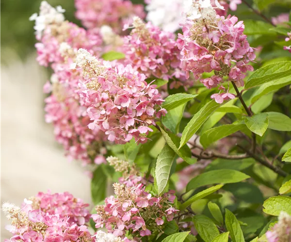 Hydrangea paniculata 'Pinky Winky'®