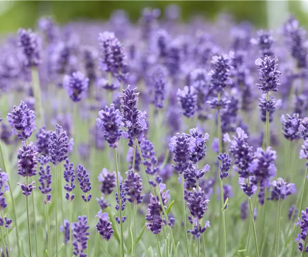 Lavandula angustifolia 'Hidcote Blue'