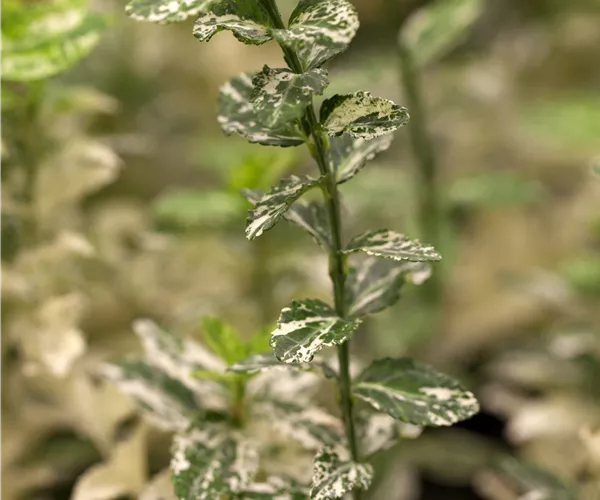 Euonymus fortunei 'Harlequin'