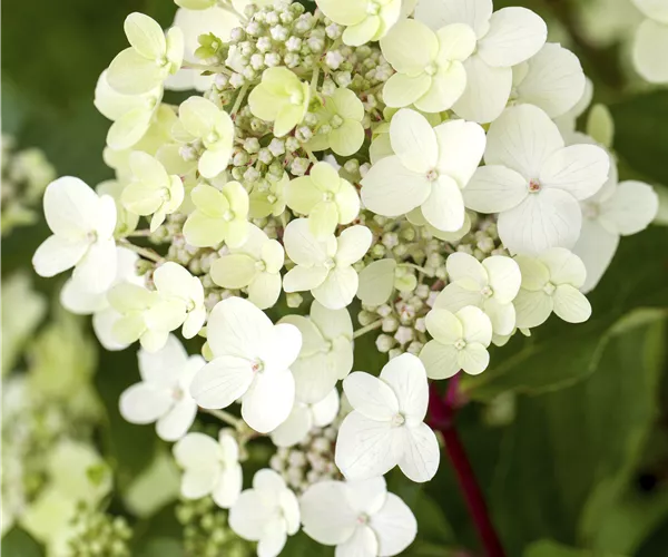 Hydrangea paniculata 'Vanille Fraise'®