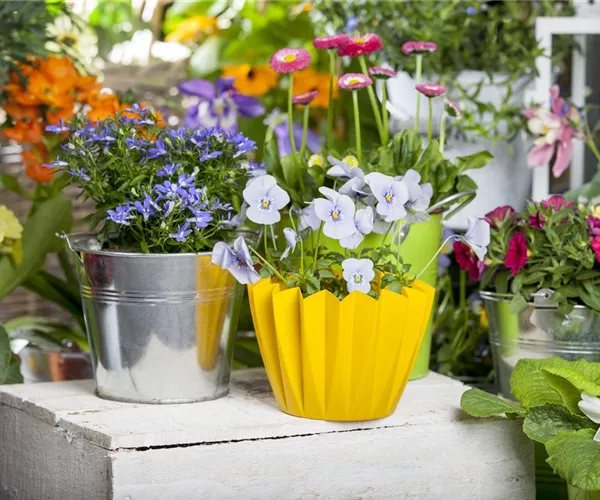 Frühling auf dem Balkon - Hornveilchen, Narzisse und Co.