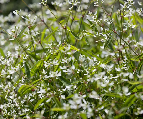 Euphorbia hypericifolia