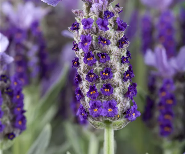 Lavandula stoechas
