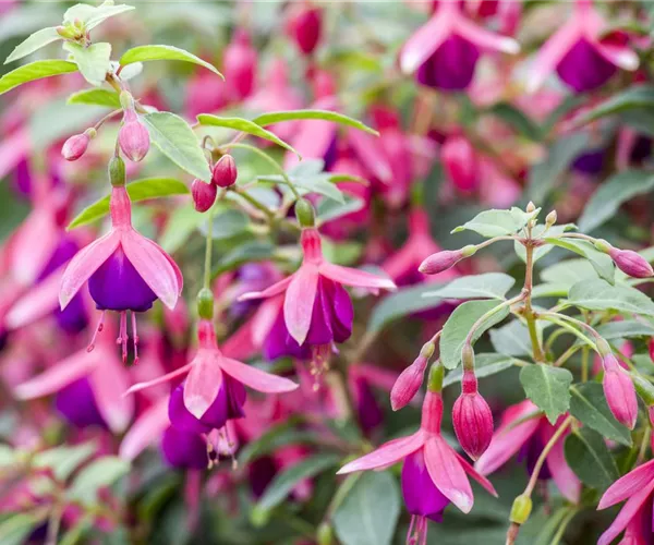 Fuchsien als Blickfang