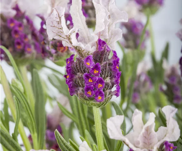 Lavandula stoechas 'Butterfly Garden'®