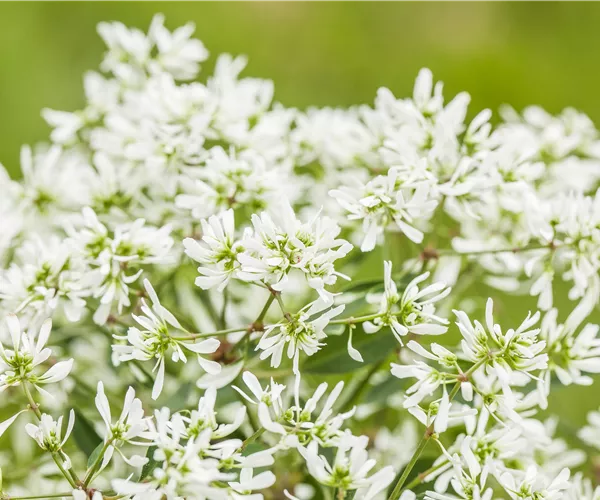 Euphorbia hypericifolia 'Diamond Frost'(s)