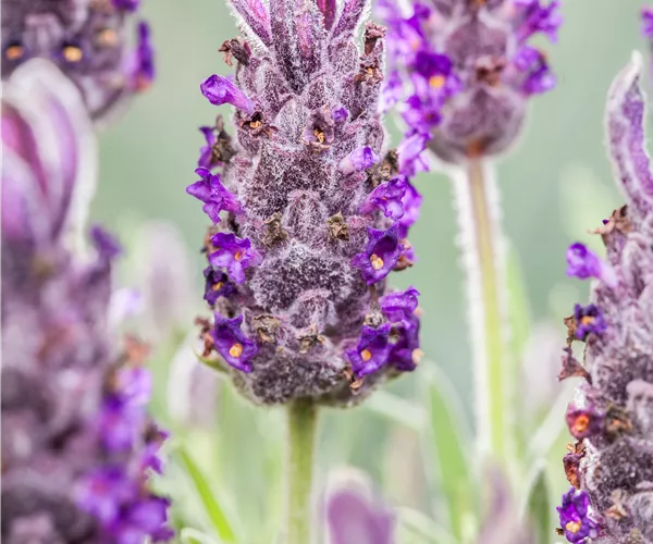Lavandula stoechas 'Anouk'
