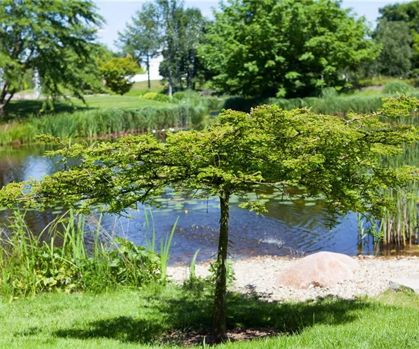 Gartenteich easy going - so klappt's