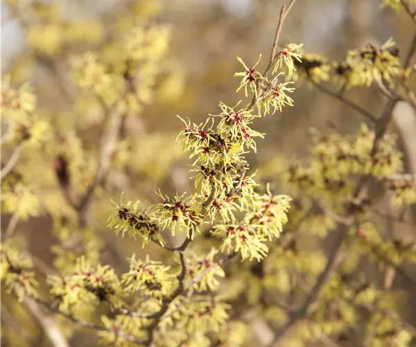 Hamamelis x intermedia