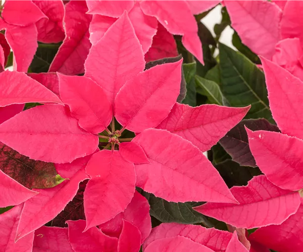 Euphorbia 'Princettia'®