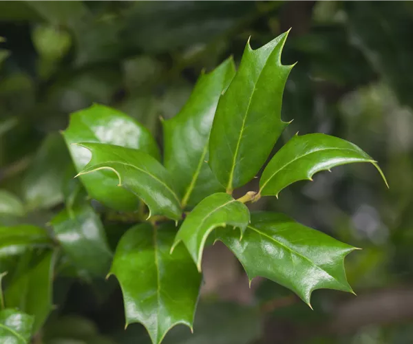 Ilex aquifolium