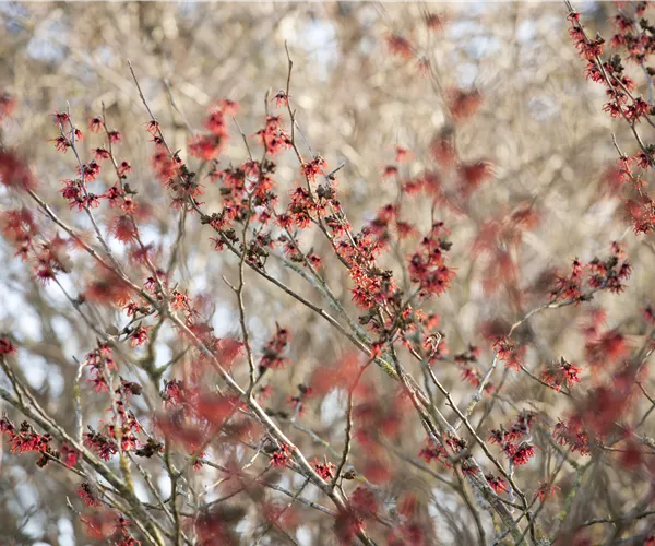 Hamamelis x intermedia 'Diane'