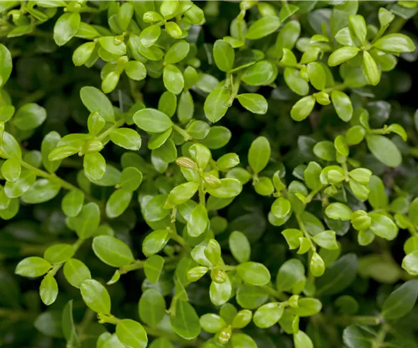 Ilex crenata 'Buxilex'®