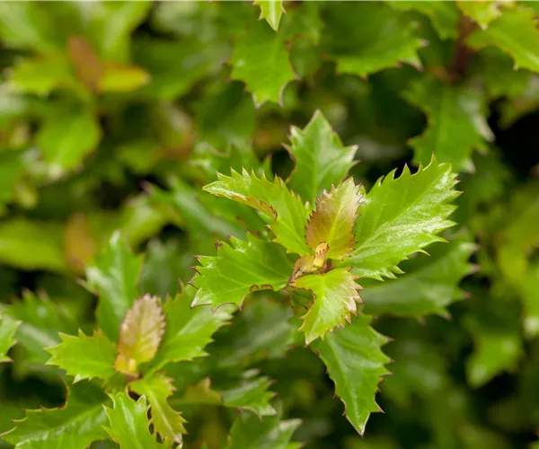 Ilex 'Little Rascal'®