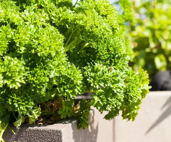 Kräuter im eigenen Garten: Anlegen des Kräutergartens