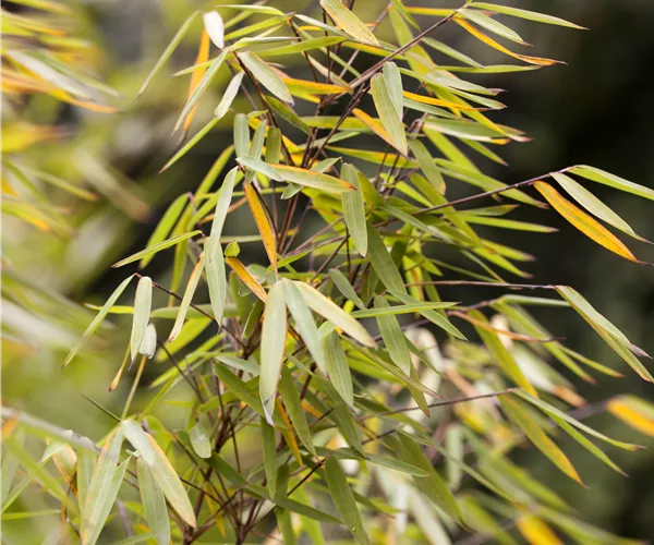 Fargesia 'Jiuzhaigou 1'