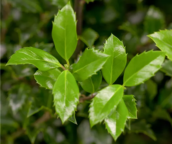 Ilex meserveae 'Heckenstar'(s)