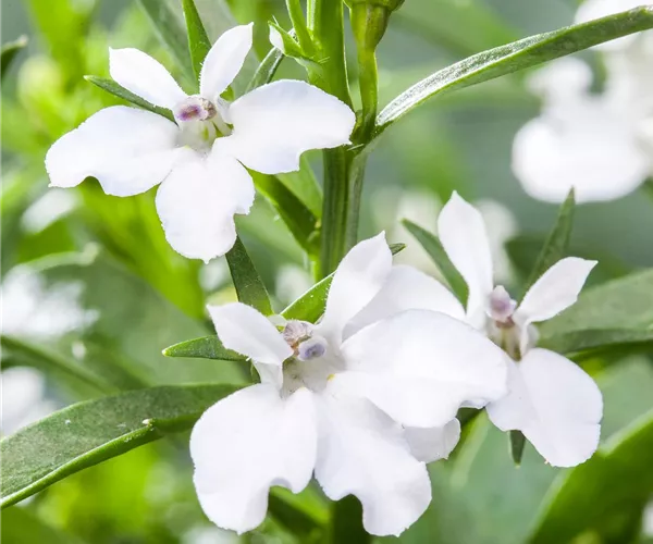Männertreu: mehr als nur eine schöne Lückenfüllerin