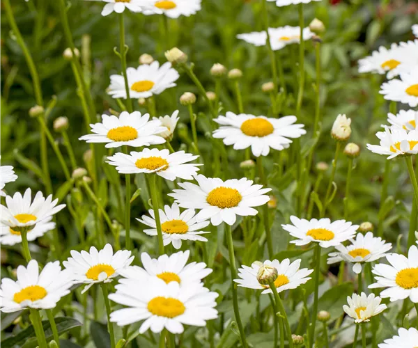 Leucanthemum x superbum