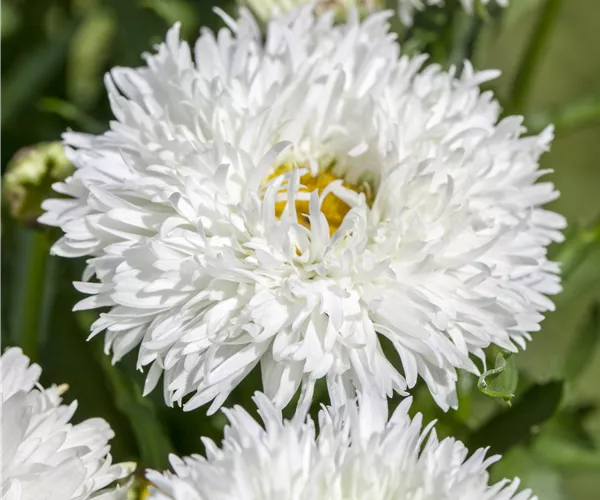 Leucanthemum x superbum (gefüllt blühend)