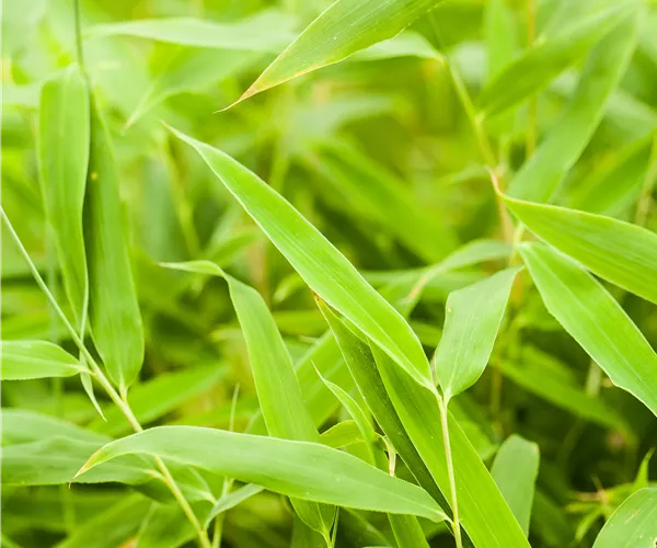 Fargesia murielae 'Jumbo'