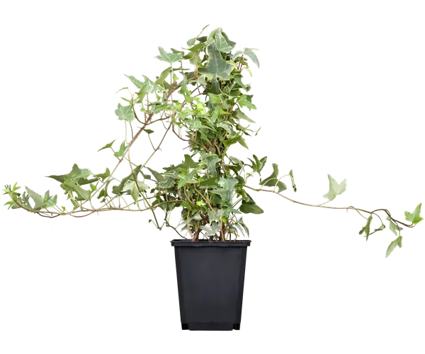 Hedera helix