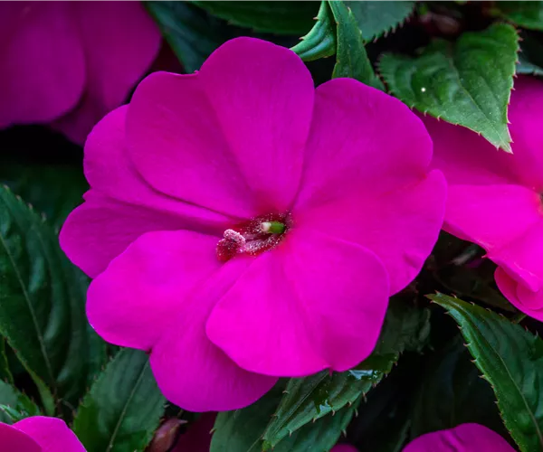 Impatiens neuguinea