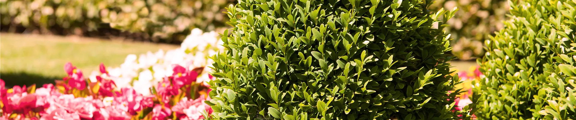 Buxus sempervirens var. arborescens