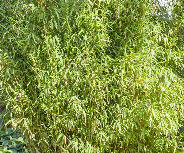 Fargesia murielae 'Standing Stone'®