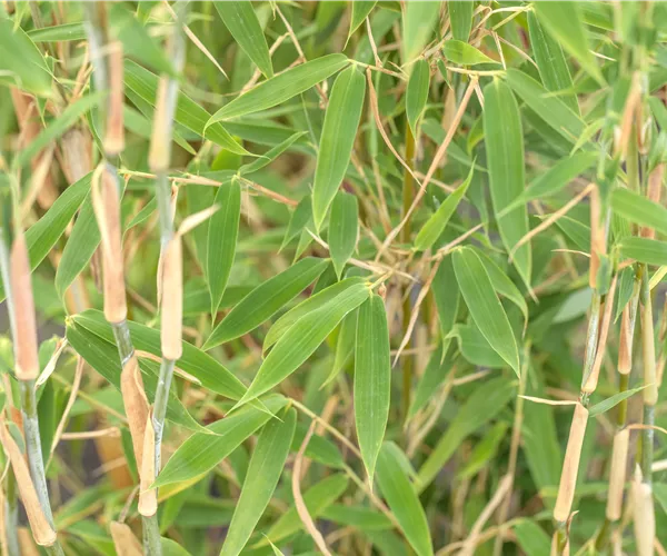 Begleitpflanzen für Bambus, die ihn in Szene setzen