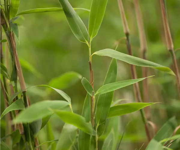 Fargesia murielae 'Super Jumbo'(s)