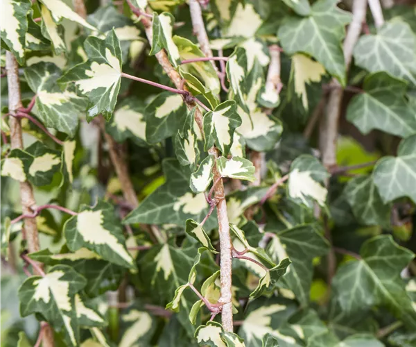 Hedera helix 'Goldheart'