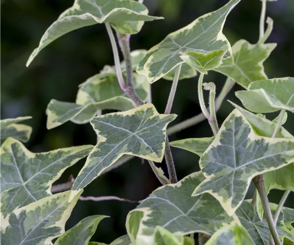 Hedera helix 'Little Diamond'