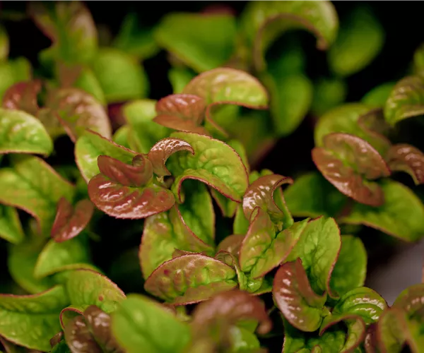 Leucothoe axillaris 'Curly Red'®