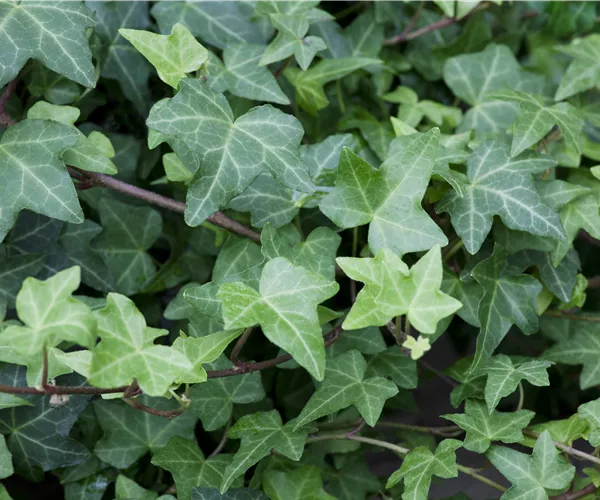 Hedera helix 'Woerner'