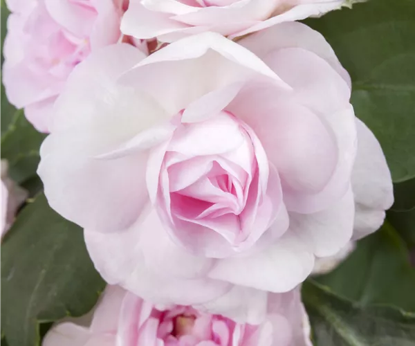 Impatiens walleriana