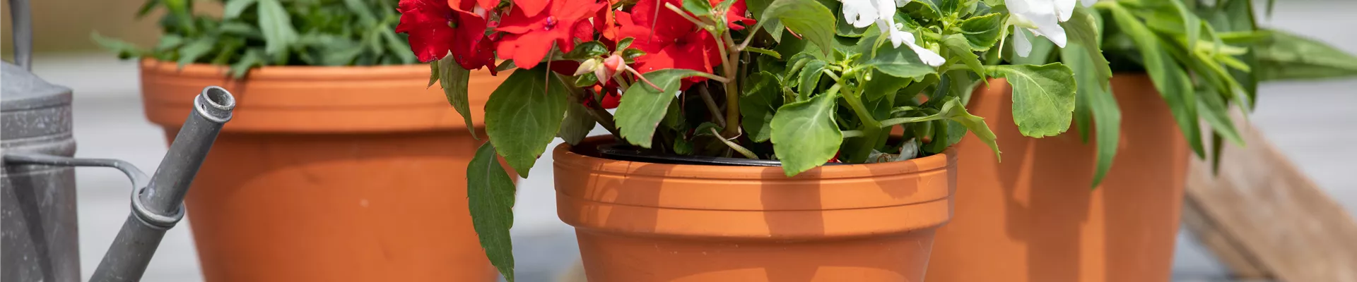 Impatiens walleriana