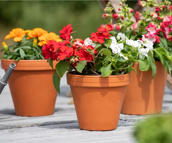 Ein Fleißiges Lieschen für einen farbenfrohen Sommer