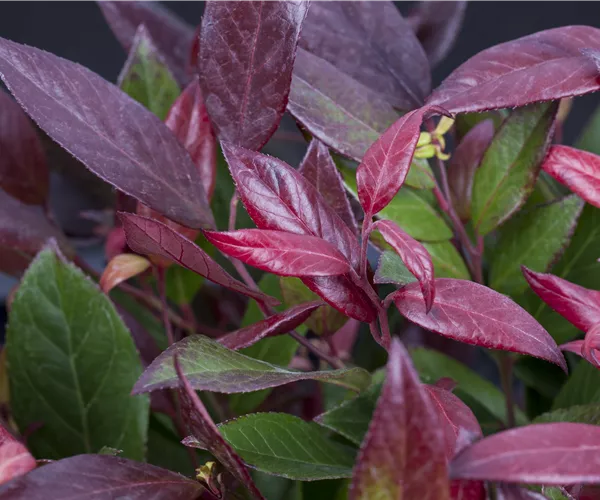 Leucothoe walteri 'Scarletta'®
