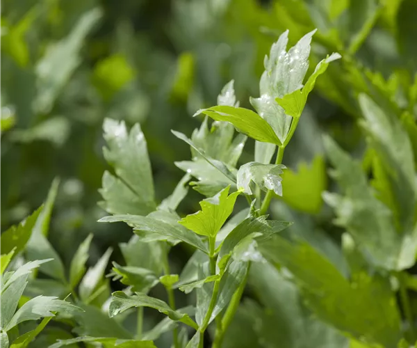 Levisticum officinale