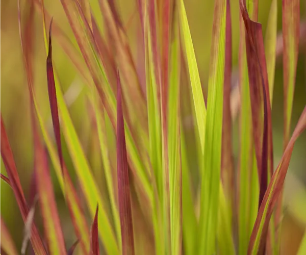 Imperata cylindrica 'Red Baron'