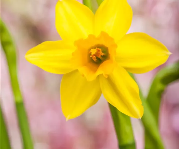 Narzissen – Frühling im Garten