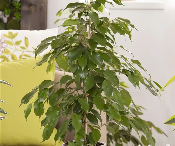 Ficus benjamina