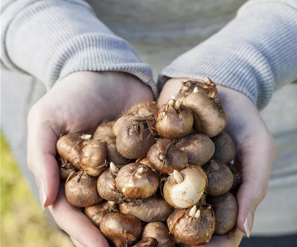 Keine Angst im Dunkeln – Blumenzwiebeln überwintern