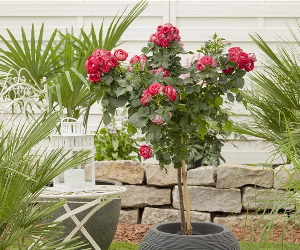 Raus aus dem Winterquartier - Frische Frühlingsluft für Kübelpflanzen