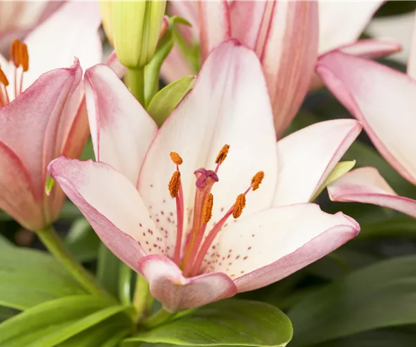 Lilium Oriental