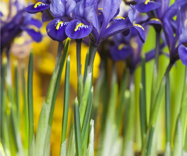 Iris reticulata