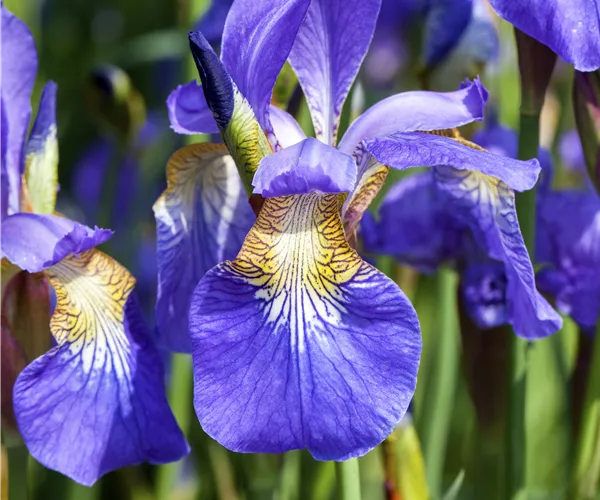 Iris sibirica