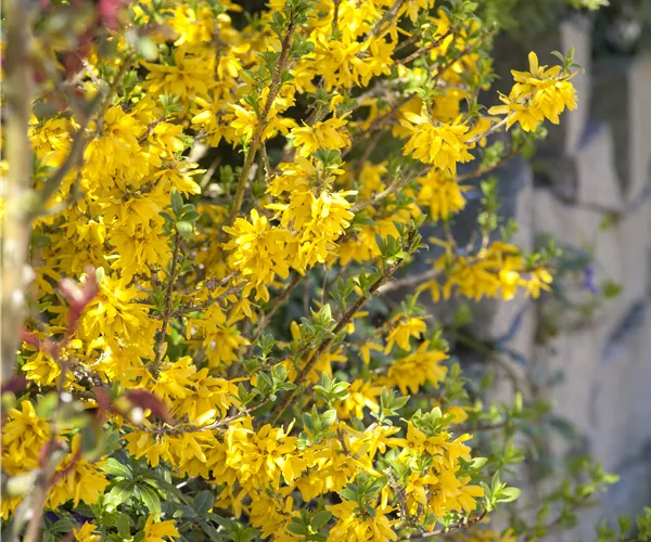 Forsythia x intermedia